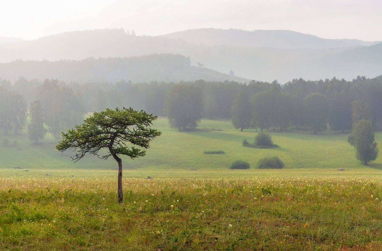 утро, рассвет, восход, туман, лучи, Леонид Максименко
