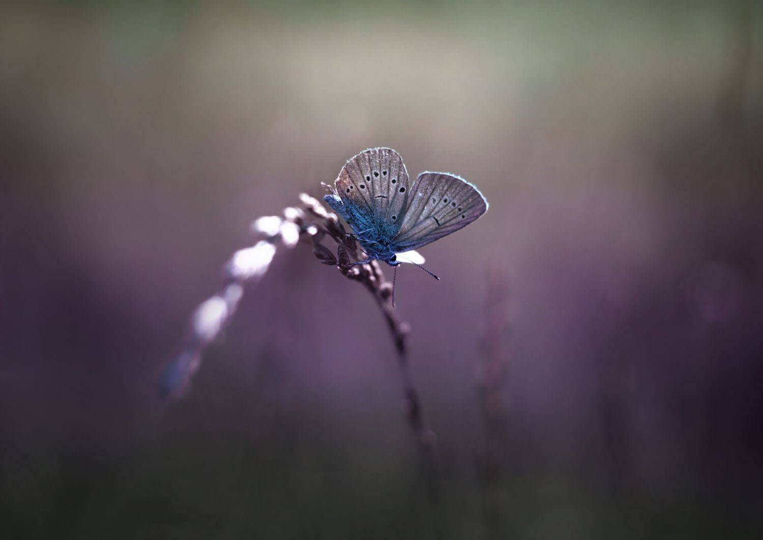 бабочка, свет, macro, Баранов Олег