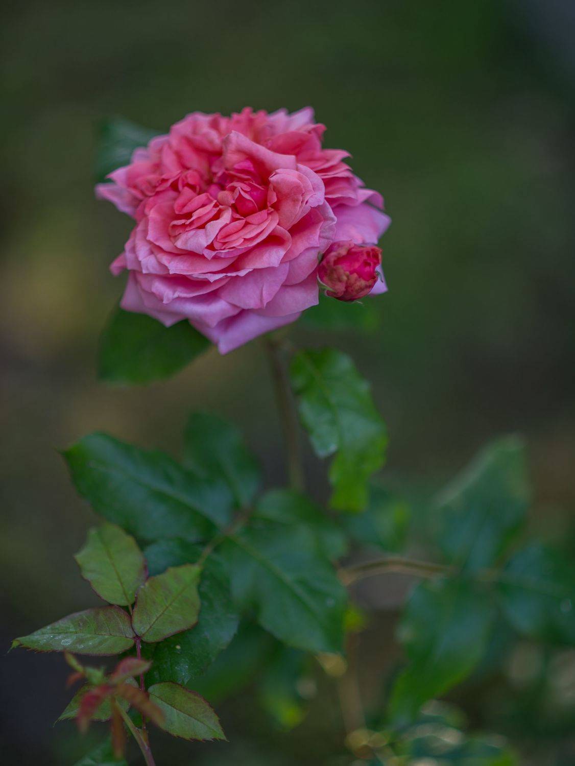 , Курлянцев Алексей