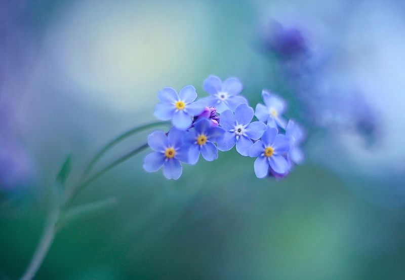 Незабудки фото превью