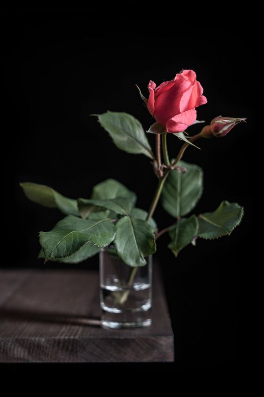 роза Про розу и чёрный. фото превью