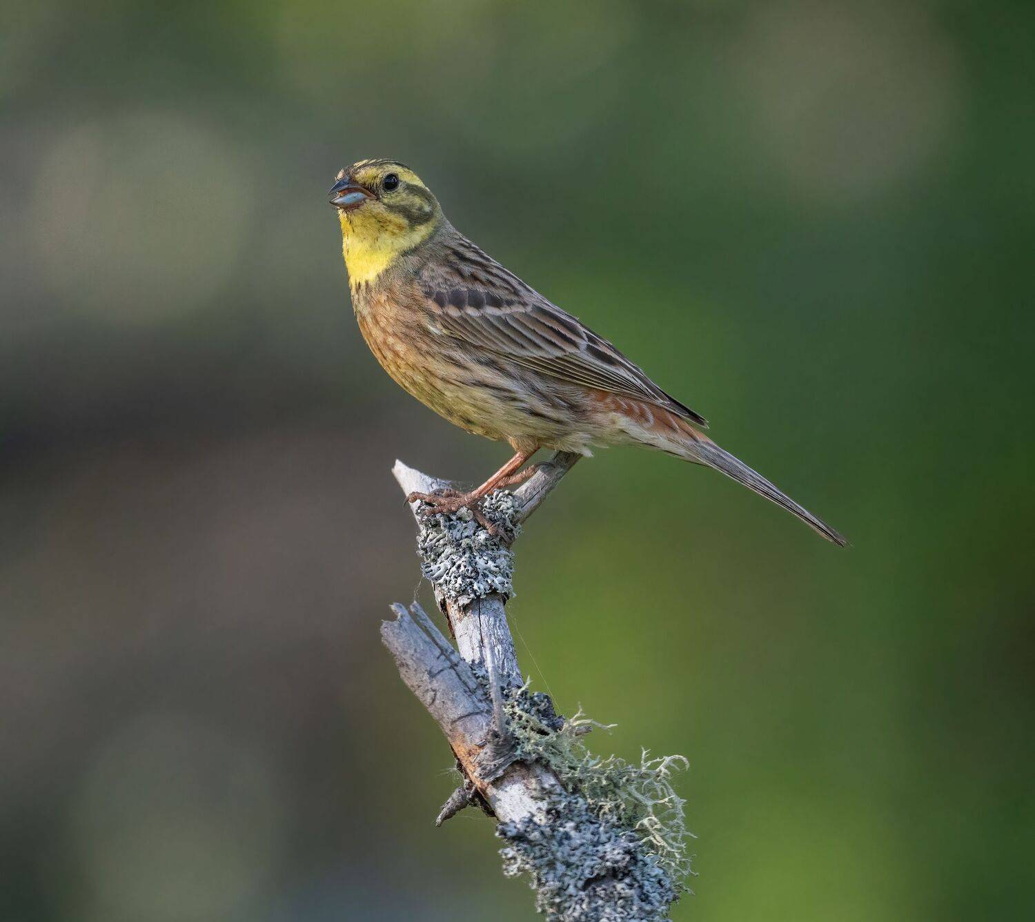 , Константин Дэм