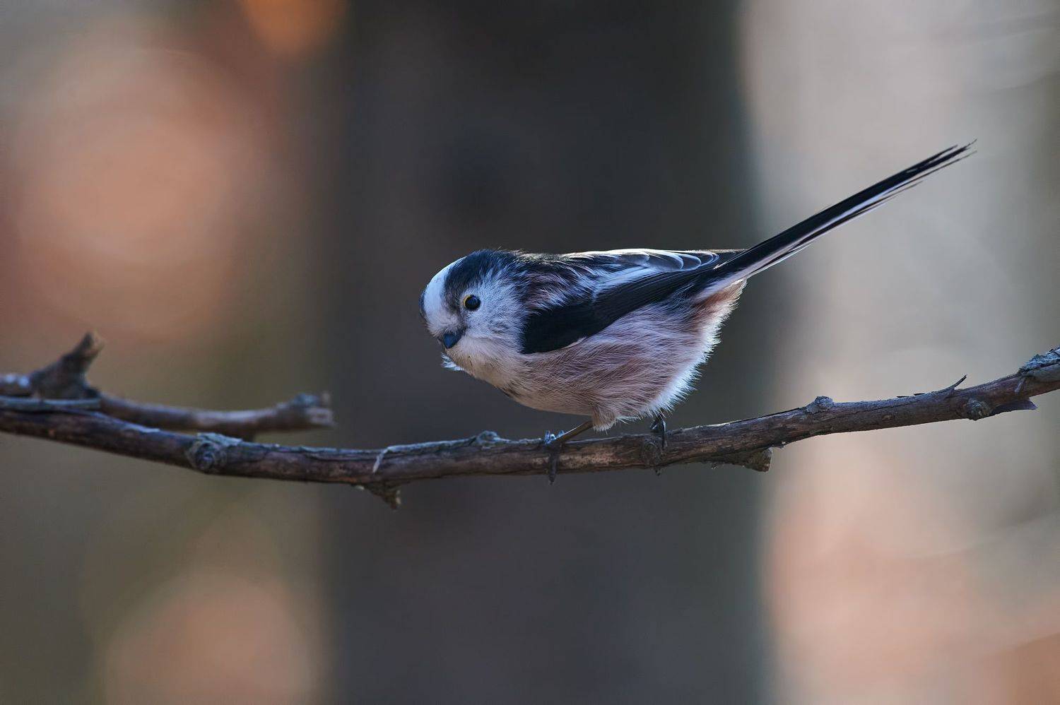nature, wildlife, birds, Калин Ботев