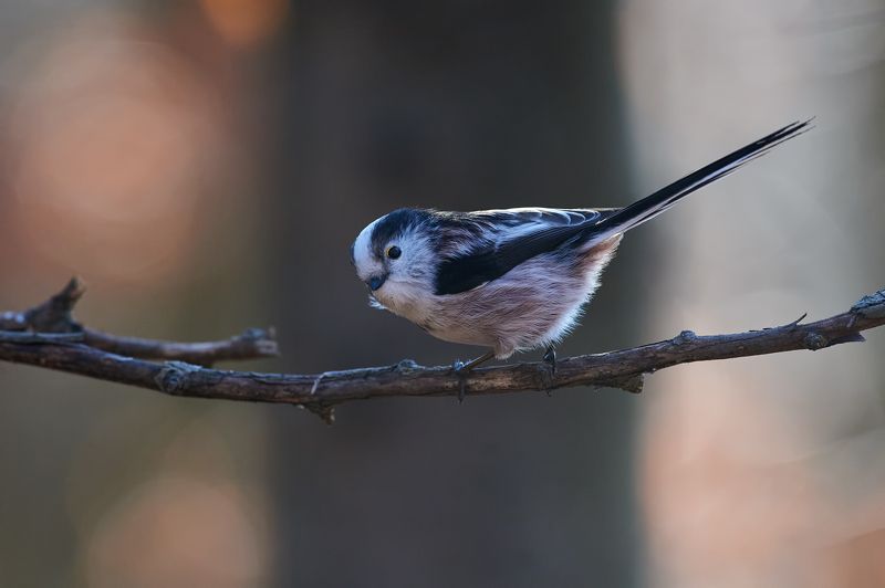 nature, wildlife, birds *** фото превью