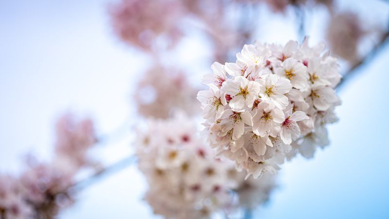 Spring фото превью