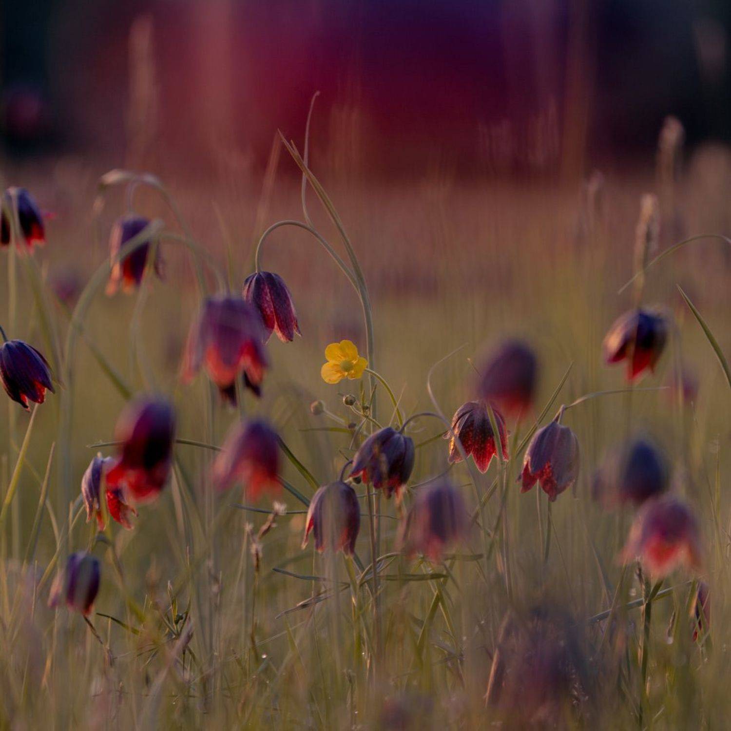 , Эдуард Галеев