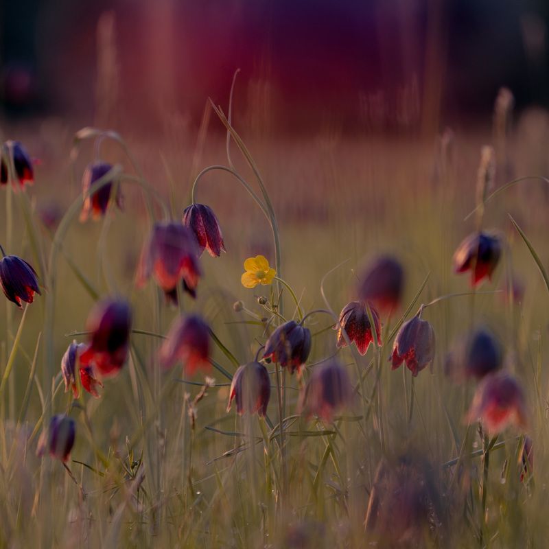 свой среди чужих чужой среди своих  фото превью