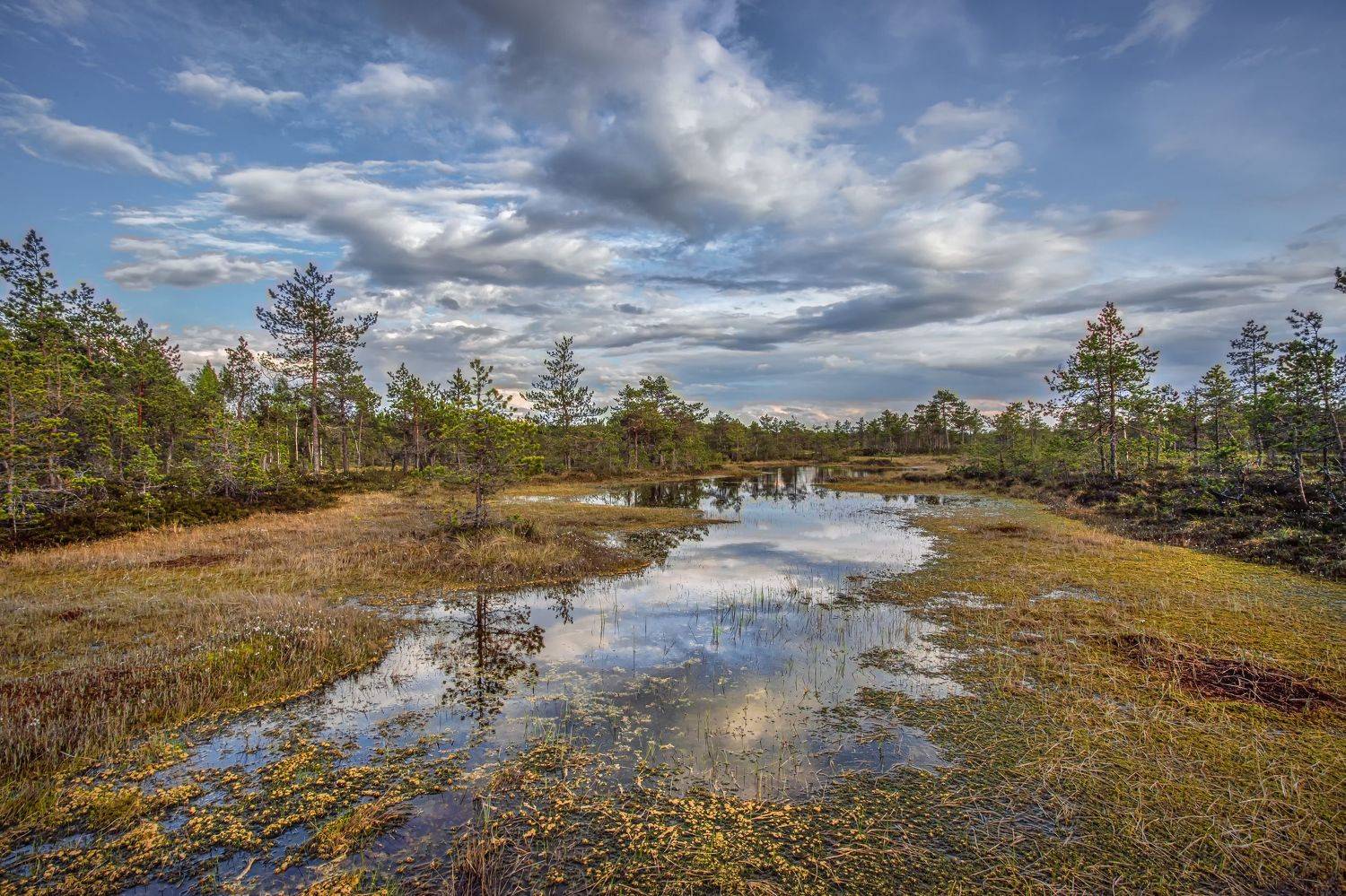 , Елена Маковоз