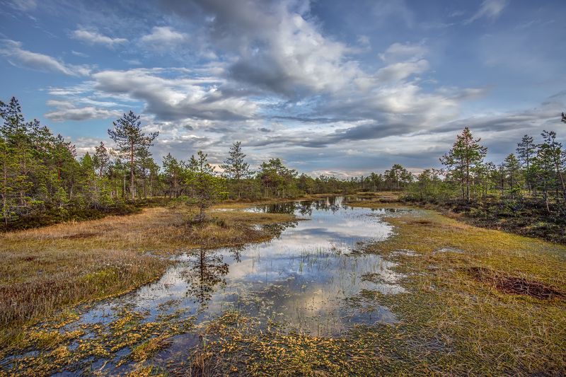Мухинское болото Ленинградская область фото превью