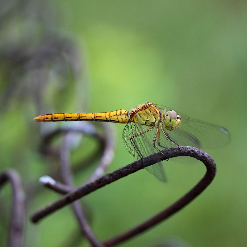 Загогулина фото превью