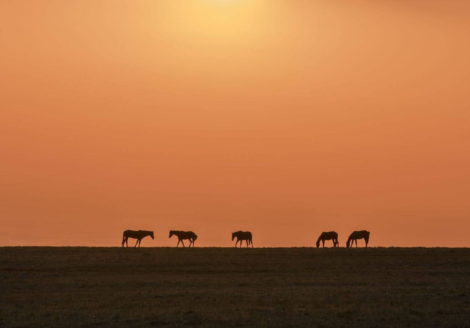 северный кавказ, бермамыт,рассвет, июнь,, Николай Мысливцев