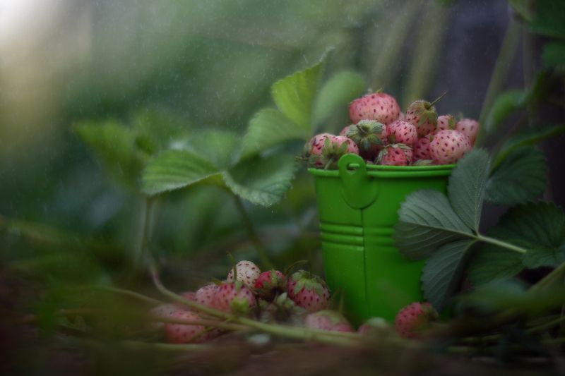 лето, клубника, ведро, урожай, ягоды Урожайное фото превью