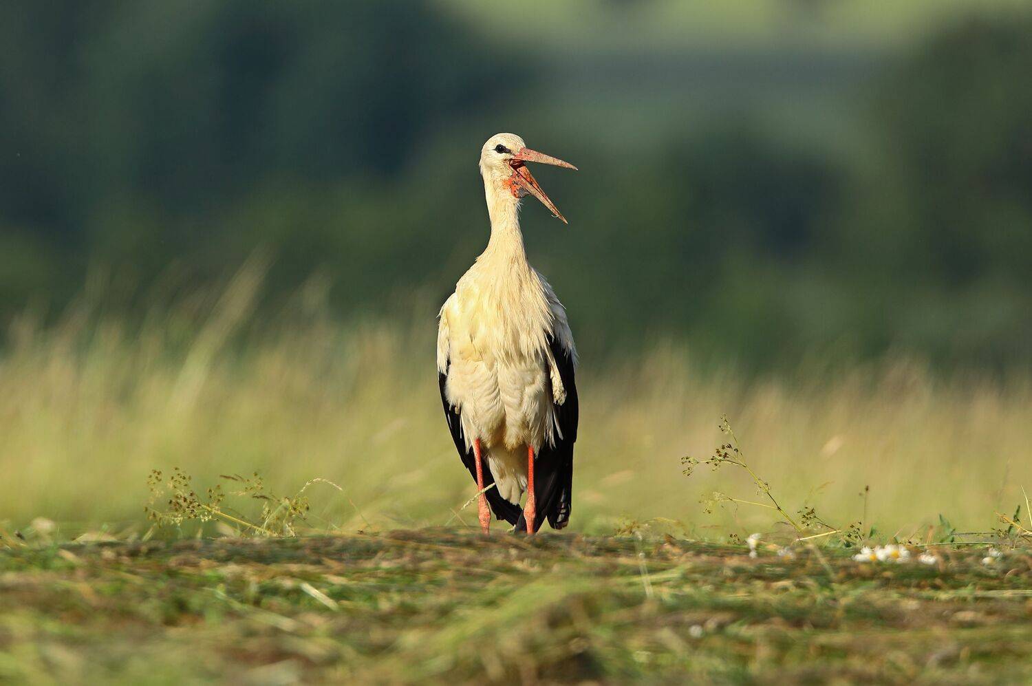 , Александр Гусар