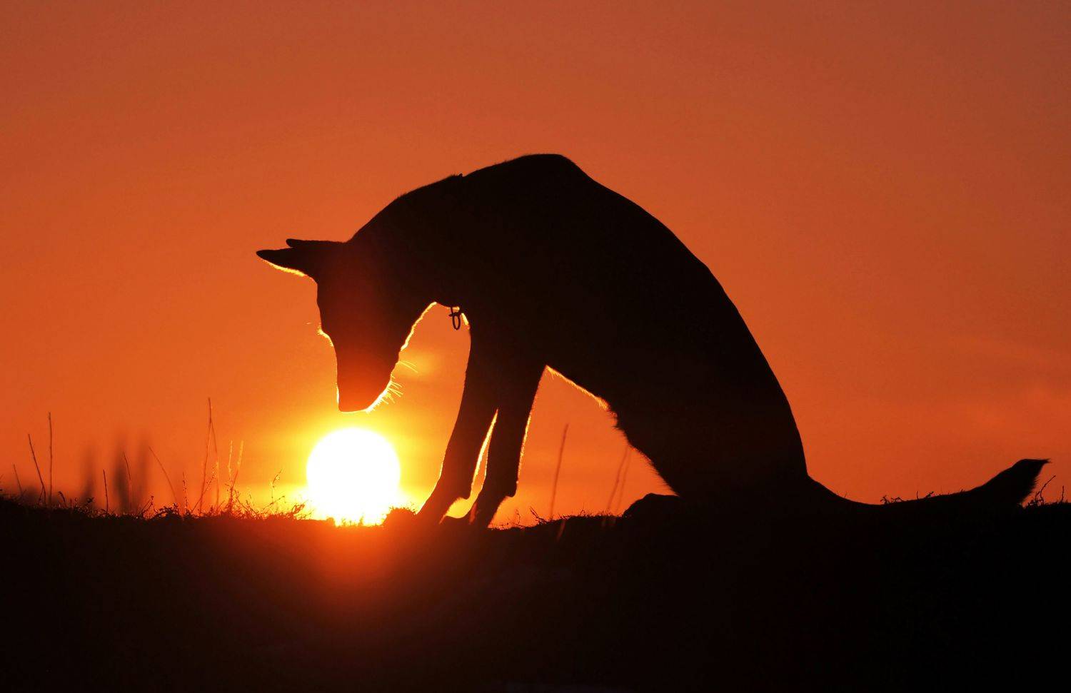 , Диана Бадмаева