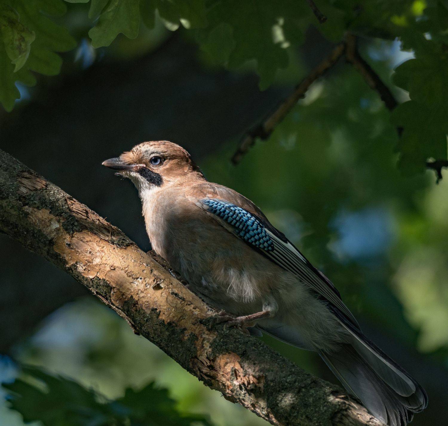 , Курлянцев Алексей