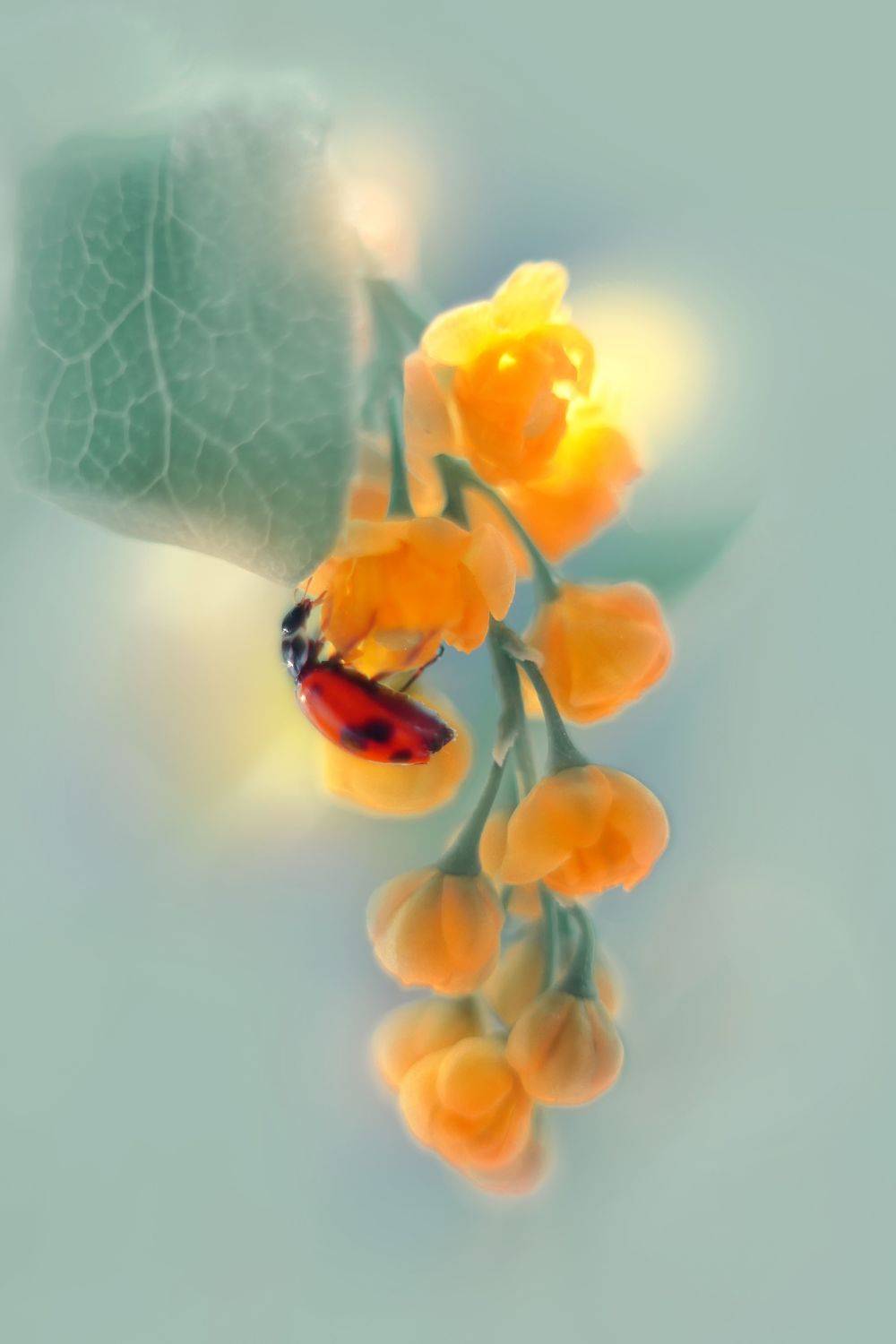 , Воинкова Ирина