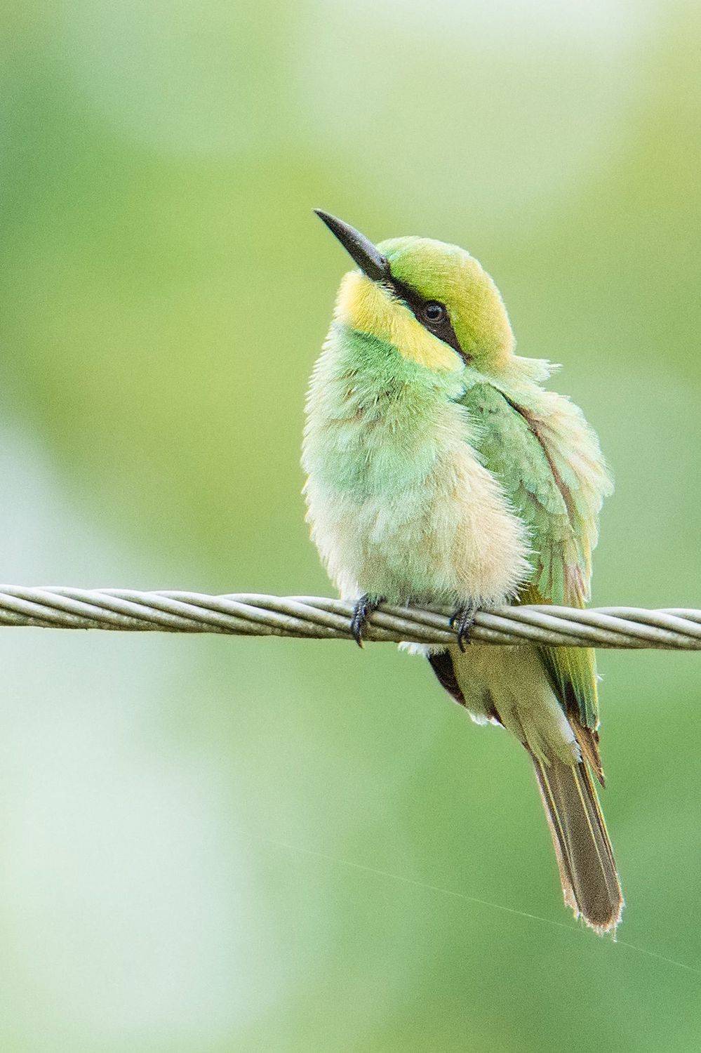wildlife, birds, bird, 2021, 35awards, nature, forest, Pinak Paul