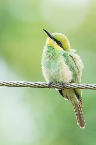 Green Bee-eater
