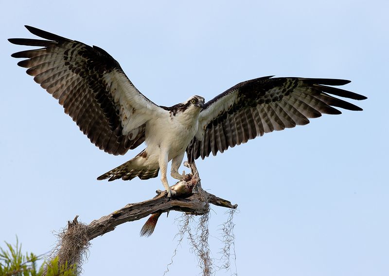 скопа, osprey, florida, флорида, хищные птицы Osprey - Скопа фото превью