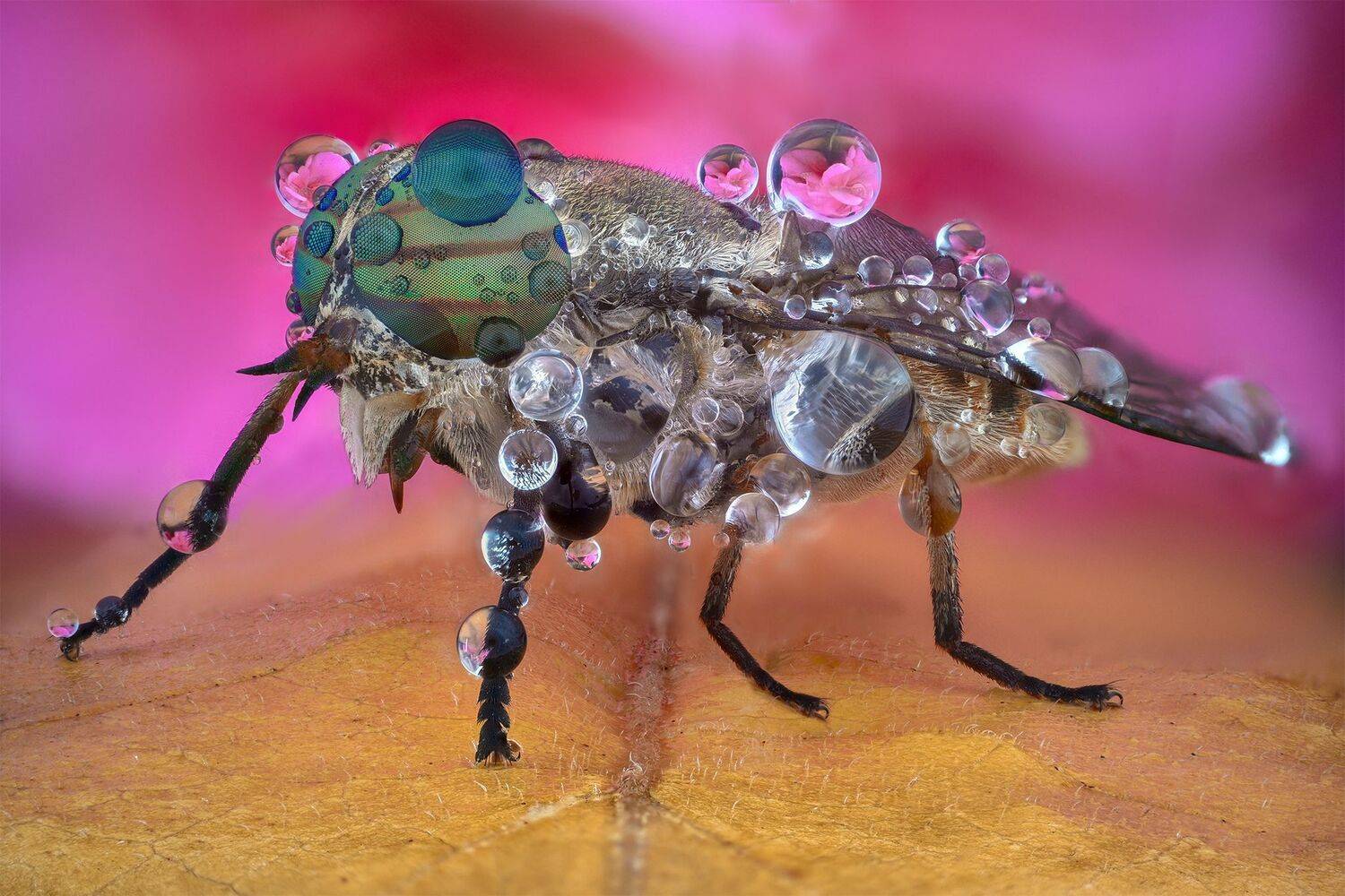 ceclii, macro, lomo 3.7, Tsvetan Ganev