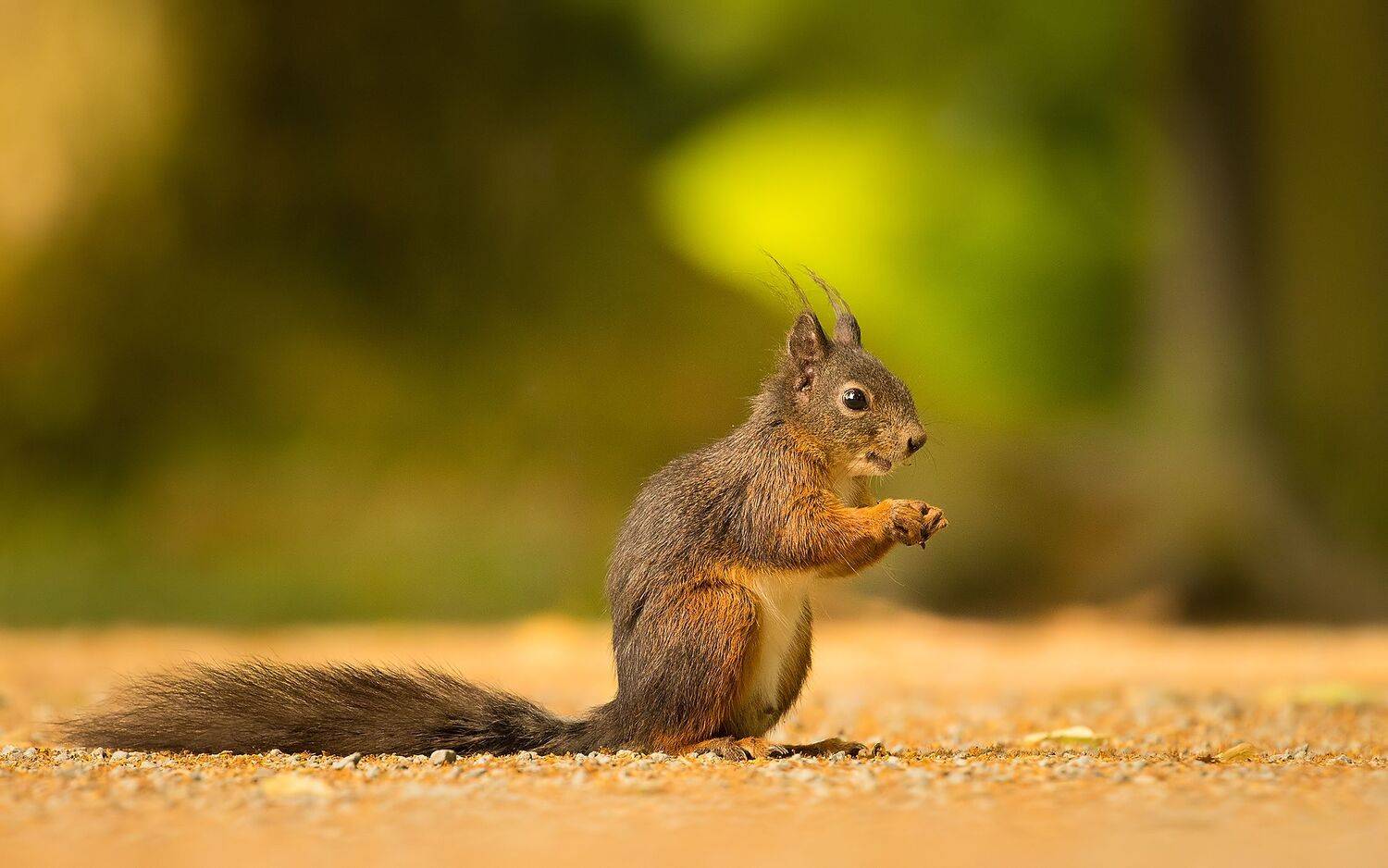 Squirrel. Автор: Robert Adamec , Robert Adamec