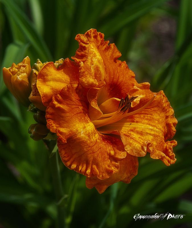 Лилия фото превью