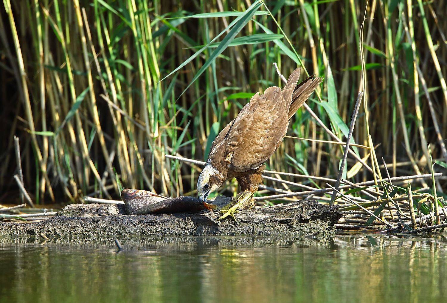 болотный или камышовый лунь., Александр Гусар