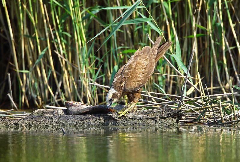 болотный или камышовый лунь. Трапеза. фото превью