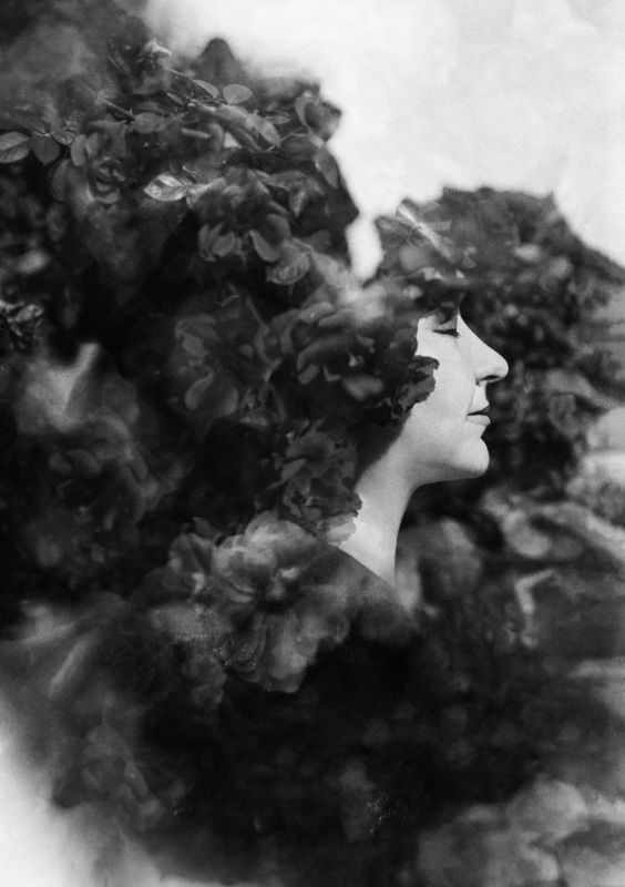 чб,портрет,розы Rosarium фото превью