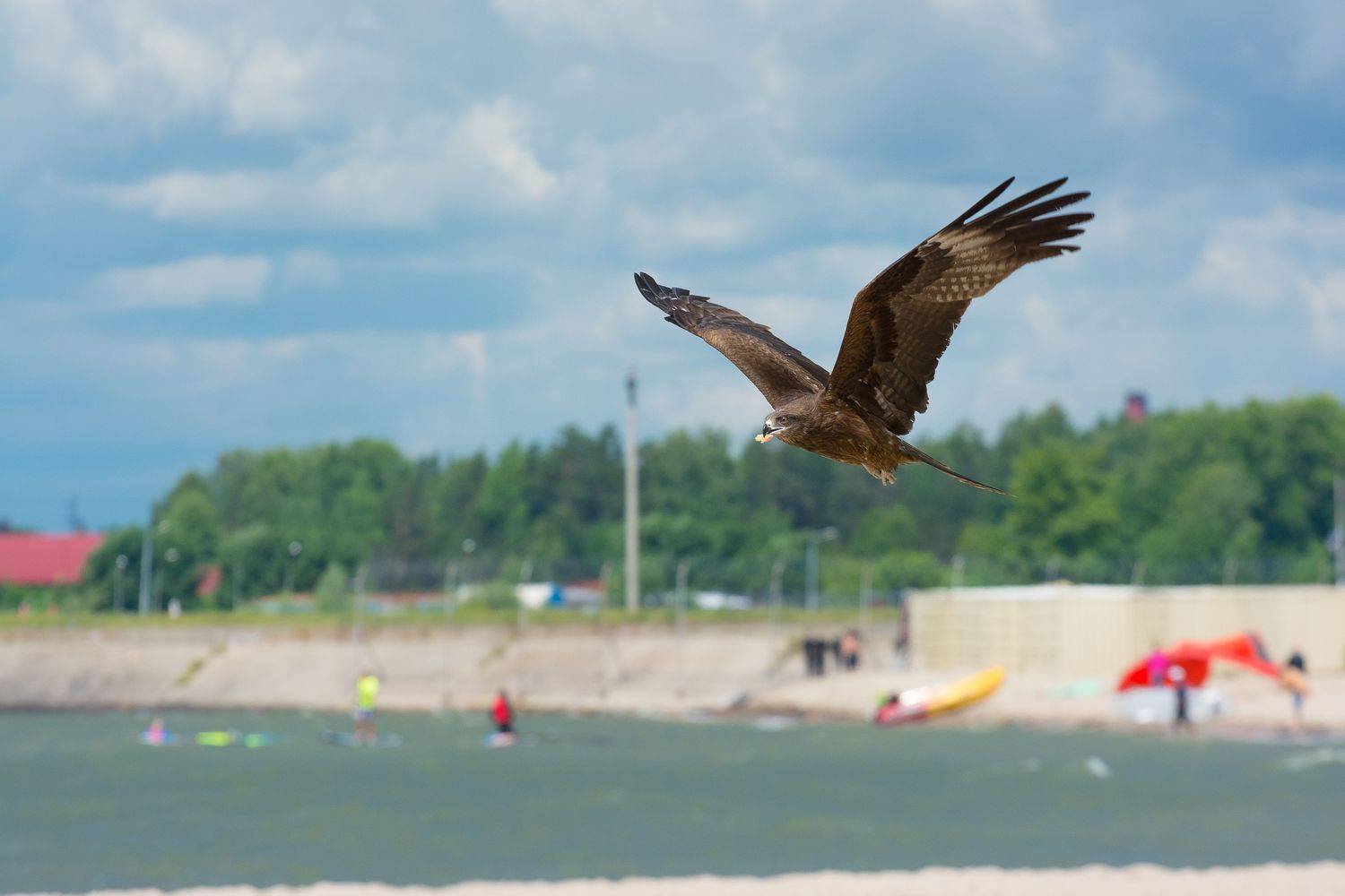 коршун, полёт, птицы, новосибирск, Денис Воронов
