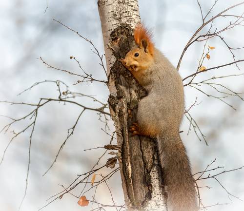 Как белка заготавливает грибы..