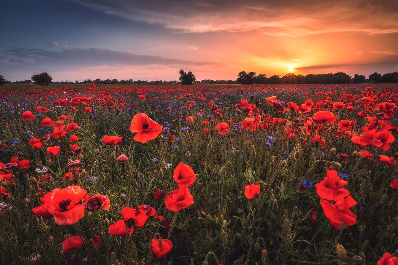 Poppies фото превью