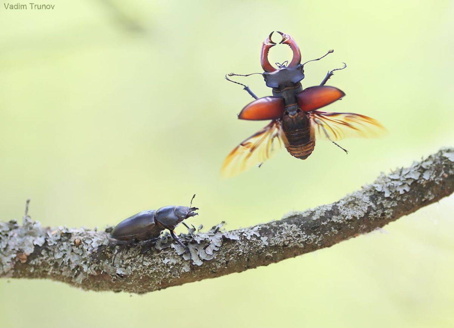 жук-олень, Вадим Трунов