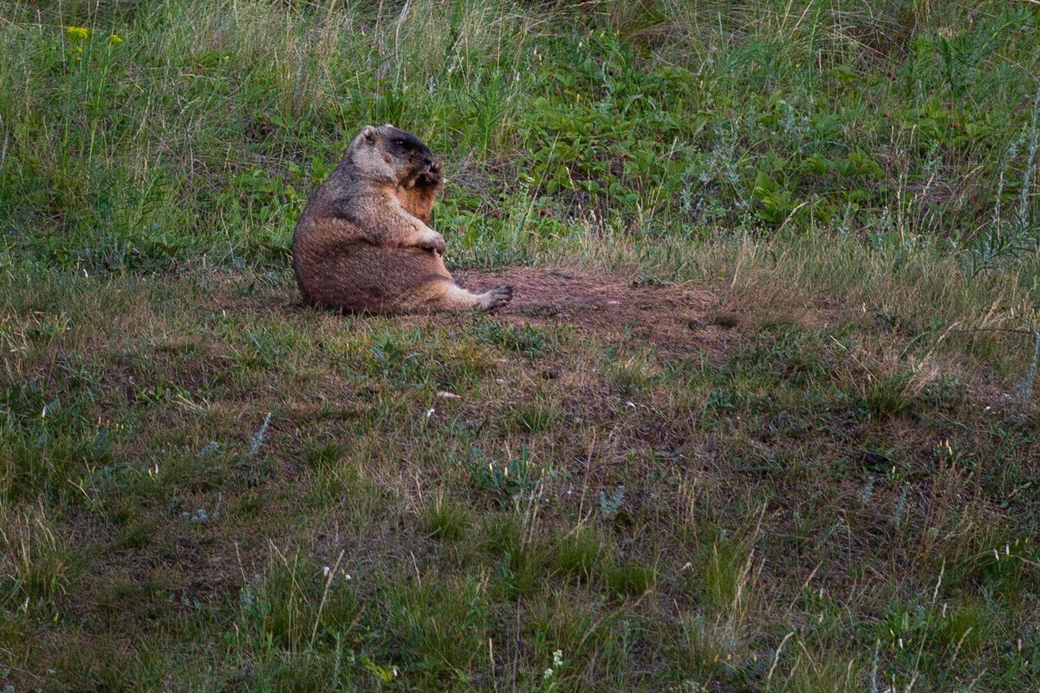, Марат Кучкаев
