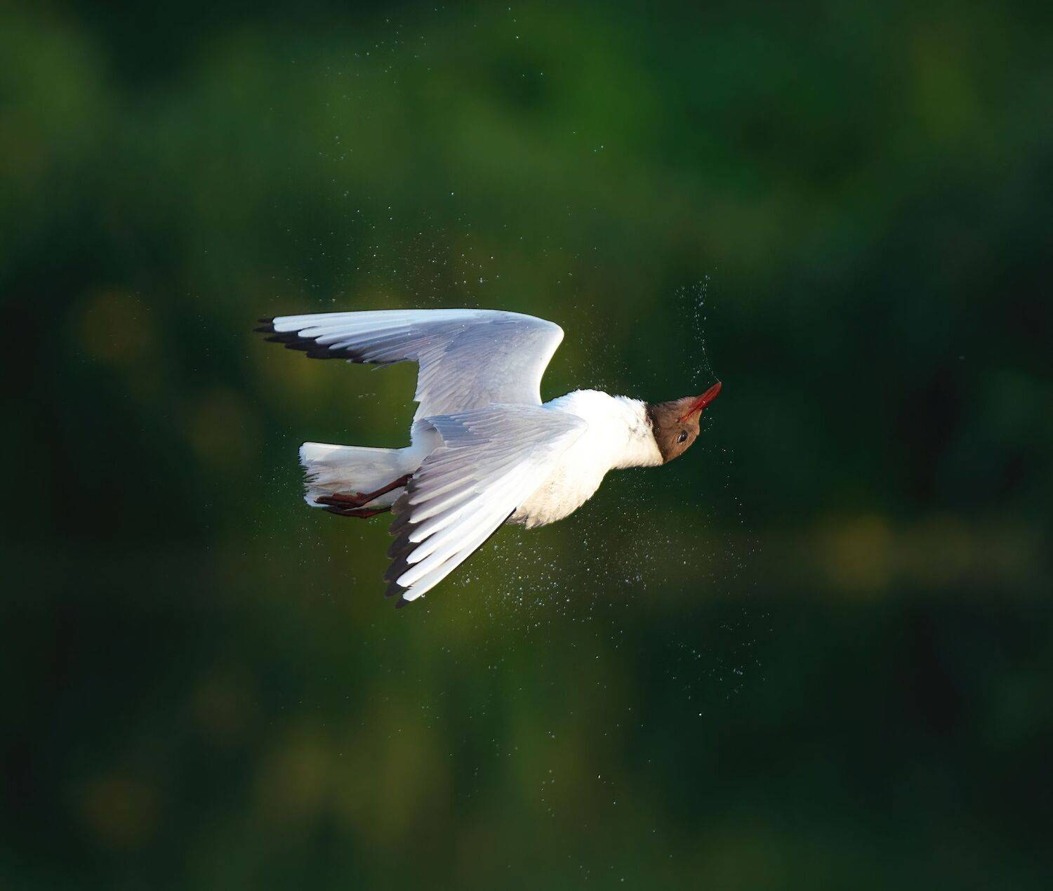 , Константин Дэм