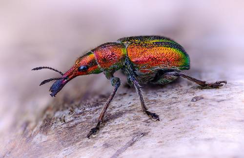 Rhynchites cupreus bacchus