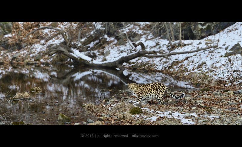 Дальневосточная красавица фото превью