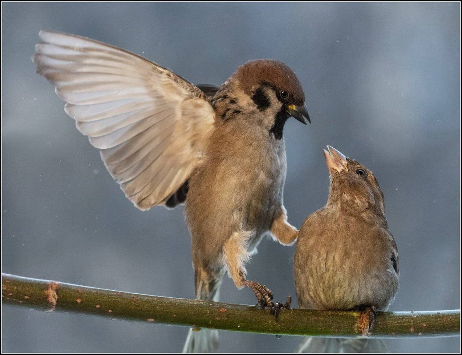 , Петров Геннадий