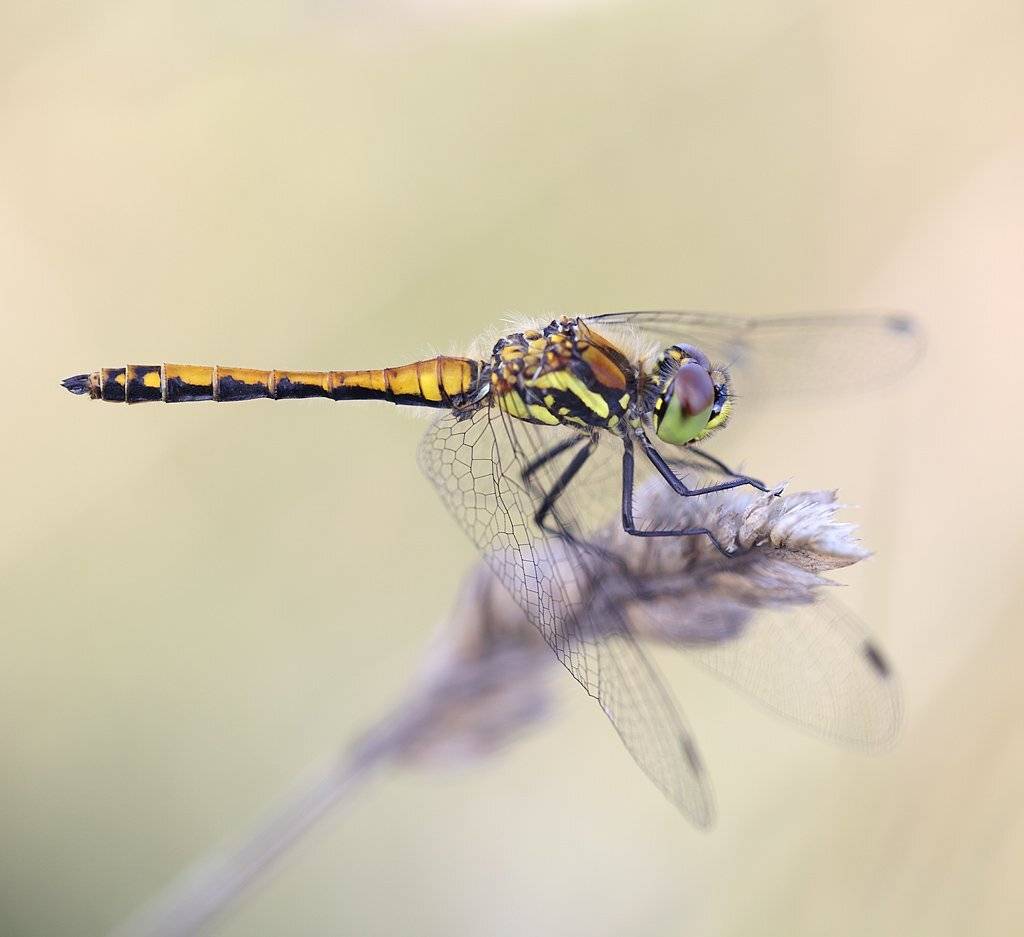 , Сергей Таланов