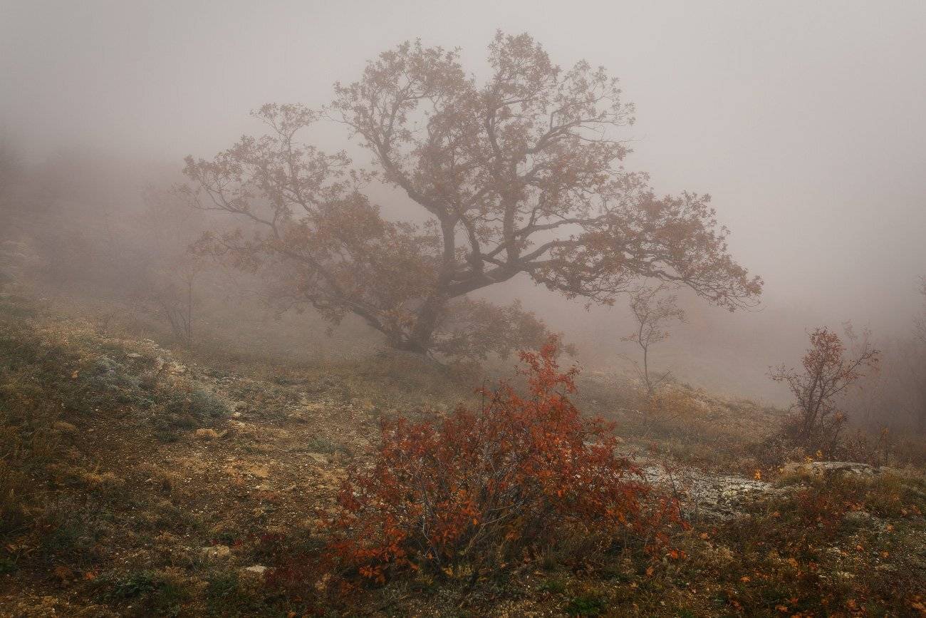 , Андрей Уляшев (Mercand)