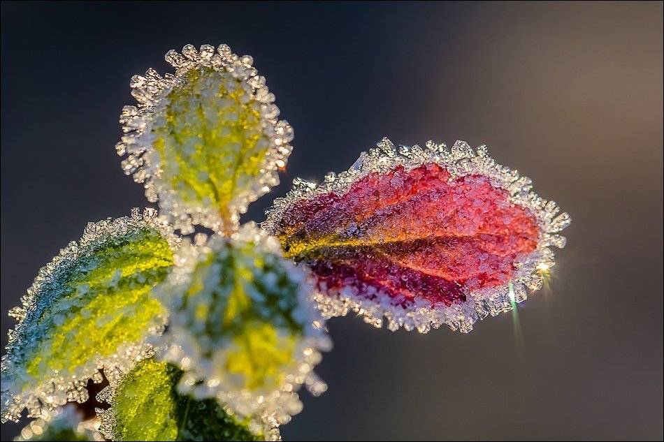 , Бурлов Андрей