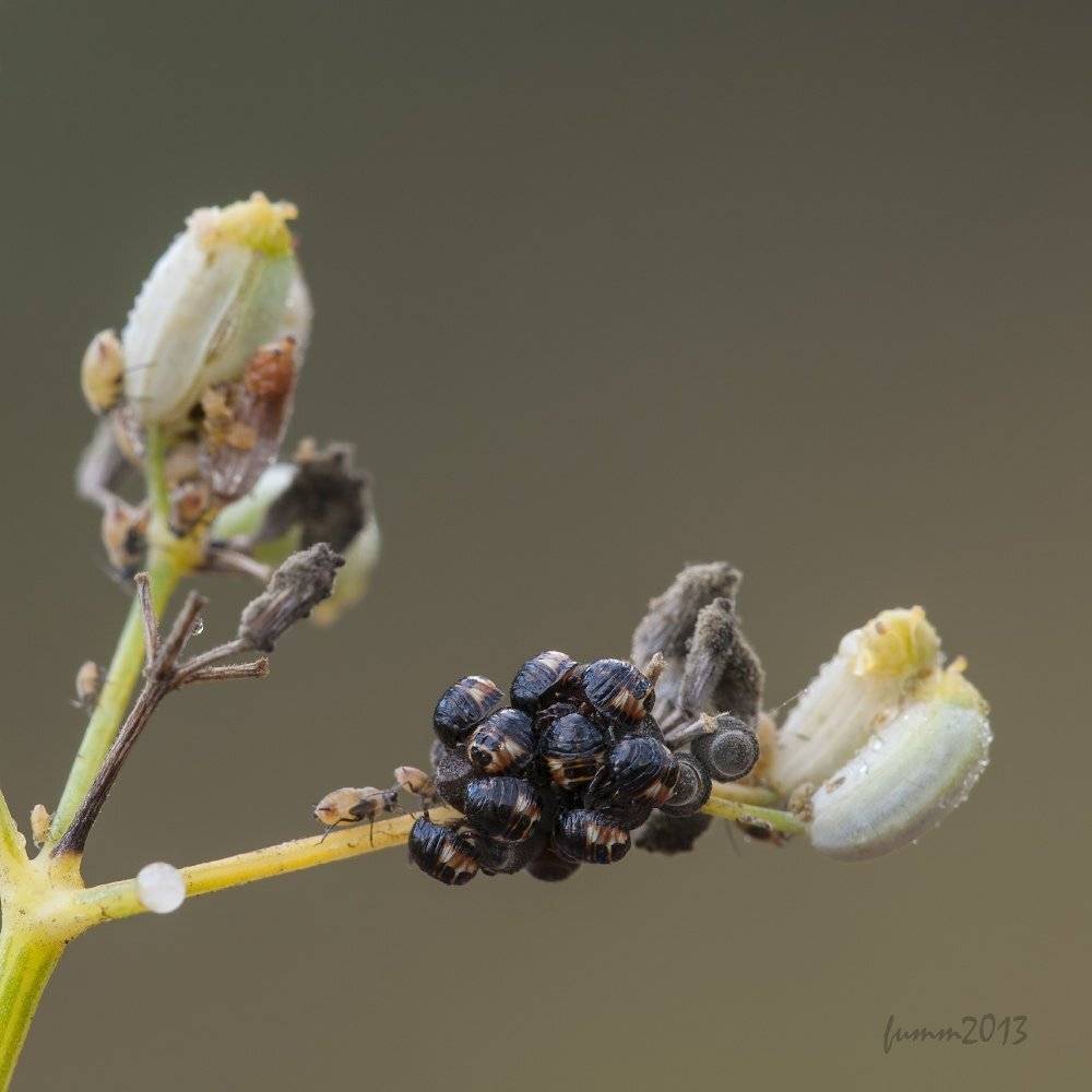 , Игорь ФУММ