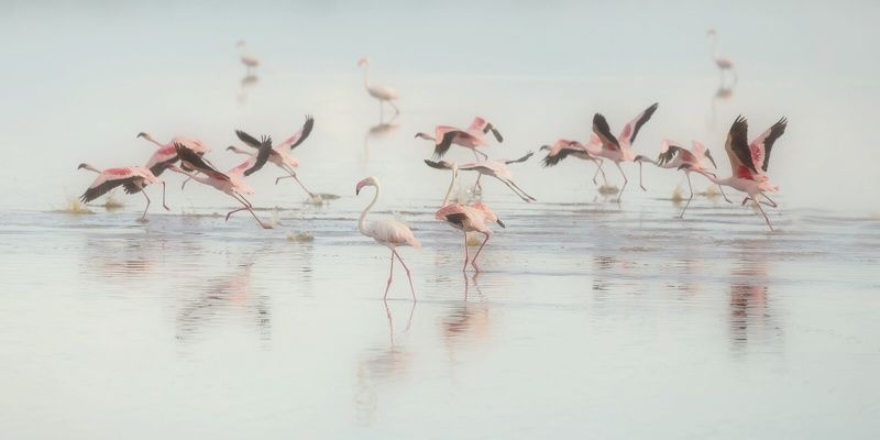 про птиц (романтическая)... фото превью