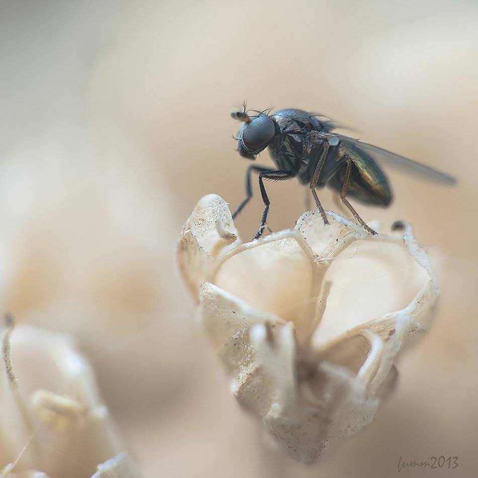 , Игорь ФУММ