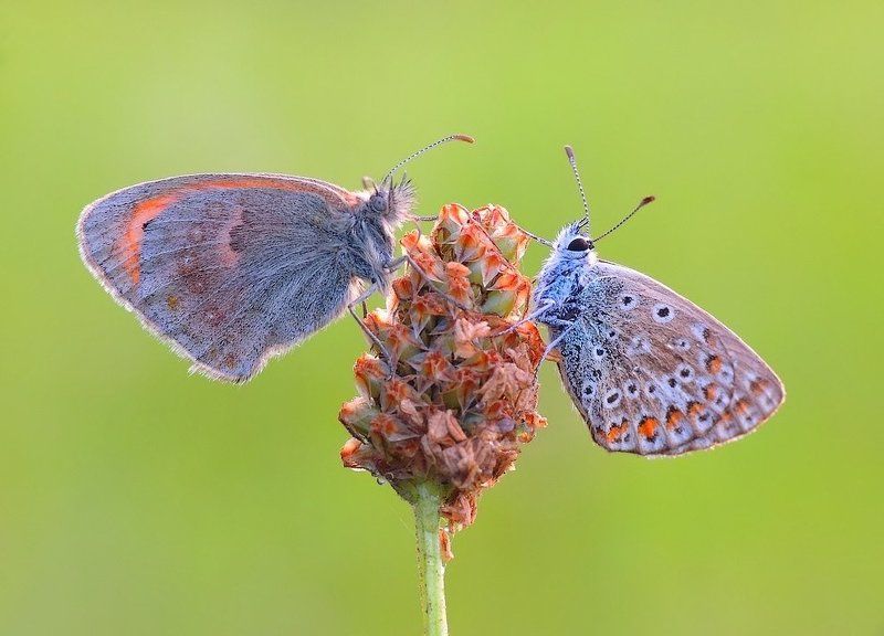 macro Dreams in the morning - sny o poranku... фото превью