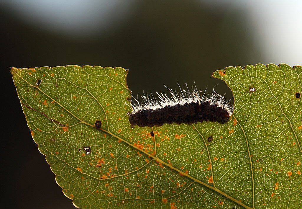 , Сергей Таланов