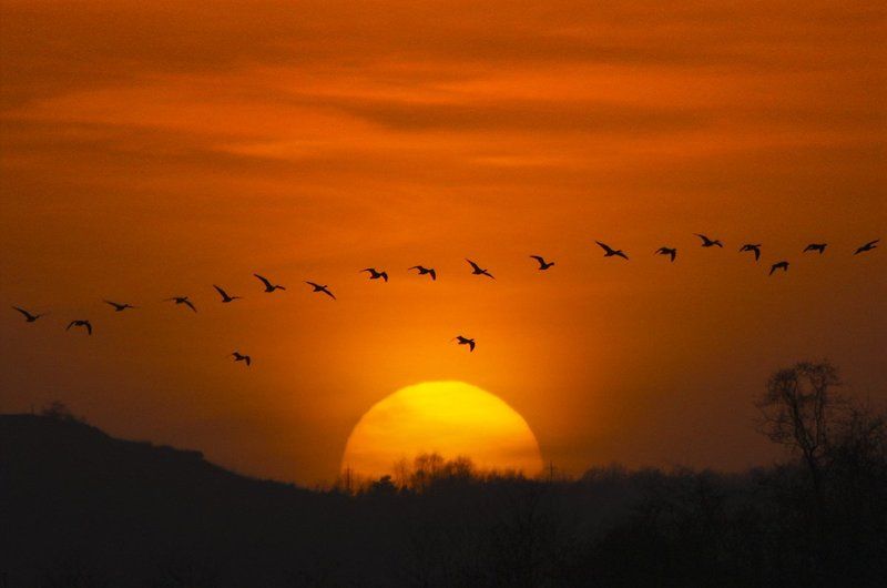 HOMEWARD BOUND фото превью