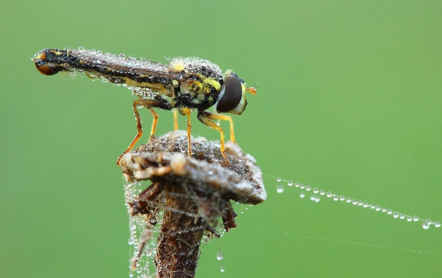 , Александр