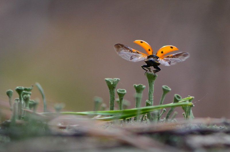 солнышко Прости папарацци,мне пора. фото превью
