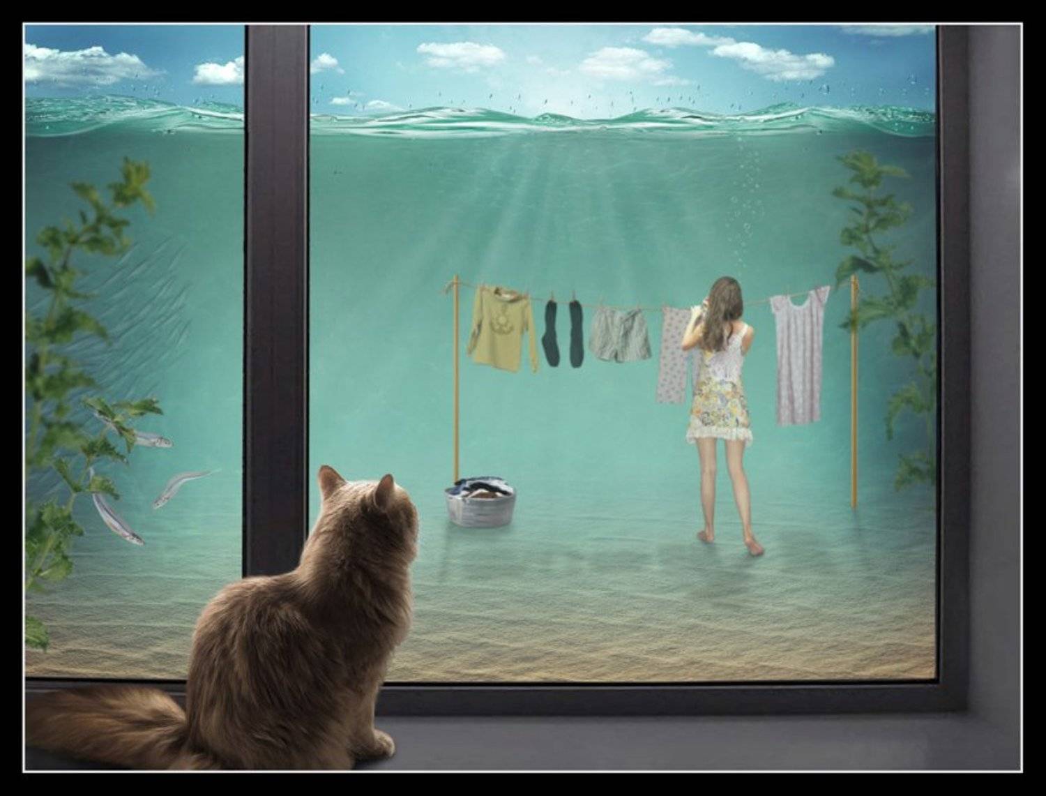 Кошка юмор, Окно, Стирка, Iridi (Ирина Кузнецова)